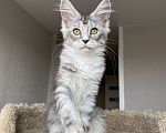Кошки в Новосибирске: Шикарные котята мейн-кун Девочка, 23 000 руб. - фото 3