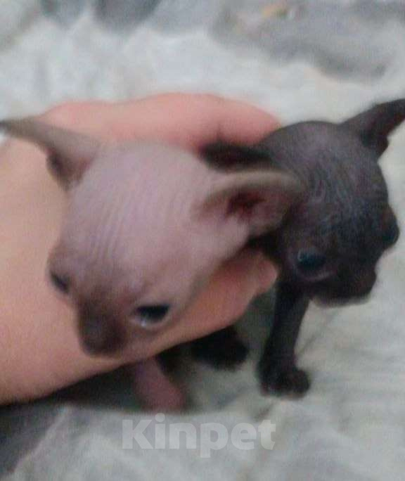 Кошки в Донецке: Канадский сфинкс мальчик  Мальчик, 20 000 руб. - фото 1