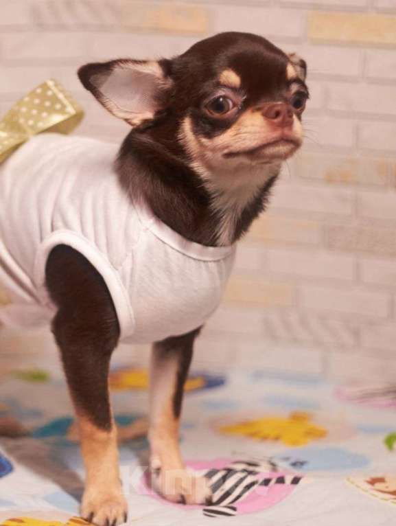 Собаки в Клине: Девочка 8 мес Девочка, 23 000 руб. - фото 2