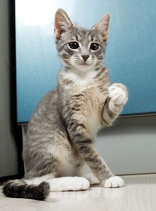 Кошки в Москве: Котёнок Листик, полосатый ангелочек ищет дом Мальчик, 10 руб. - фото 8