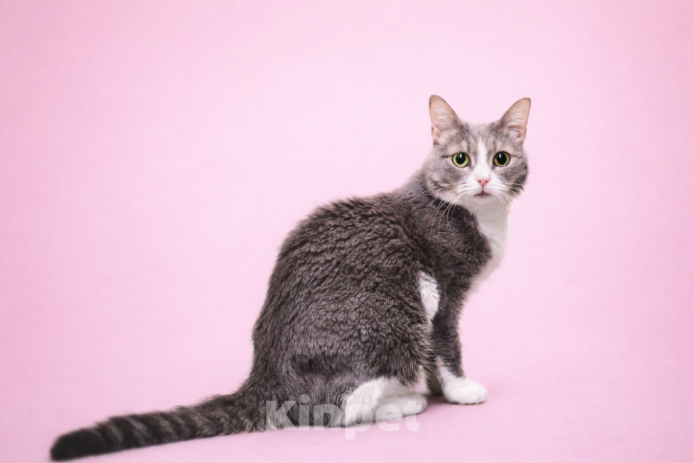 Кошки в Москве: Чикуля ищет своего человека  Девочка, Бесплатно - фото 7