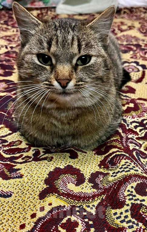 Кошки в Москве: Благородная и ласковая кошка Сима в добрые руки Девочка, 1 руб. - фото 2