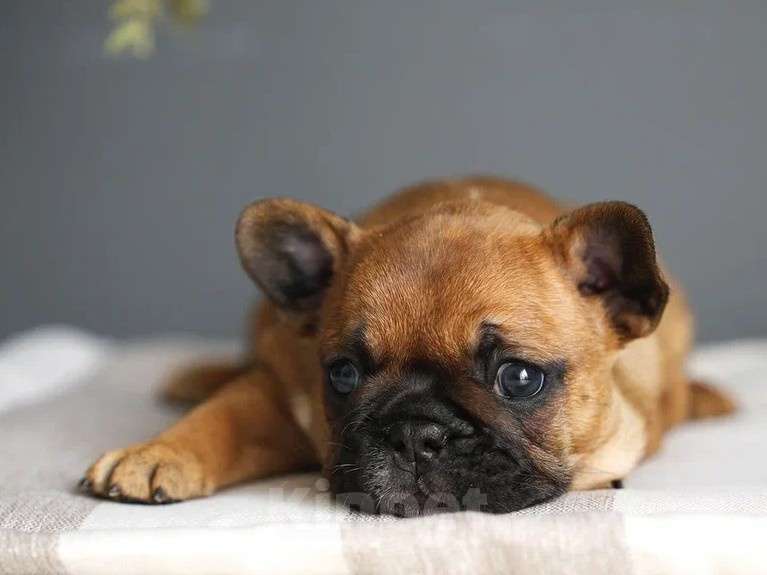 Собаки в Москве: Щенки французского бульдога с документами РКФ  Мальчик, 55 000 руб. - фото 8