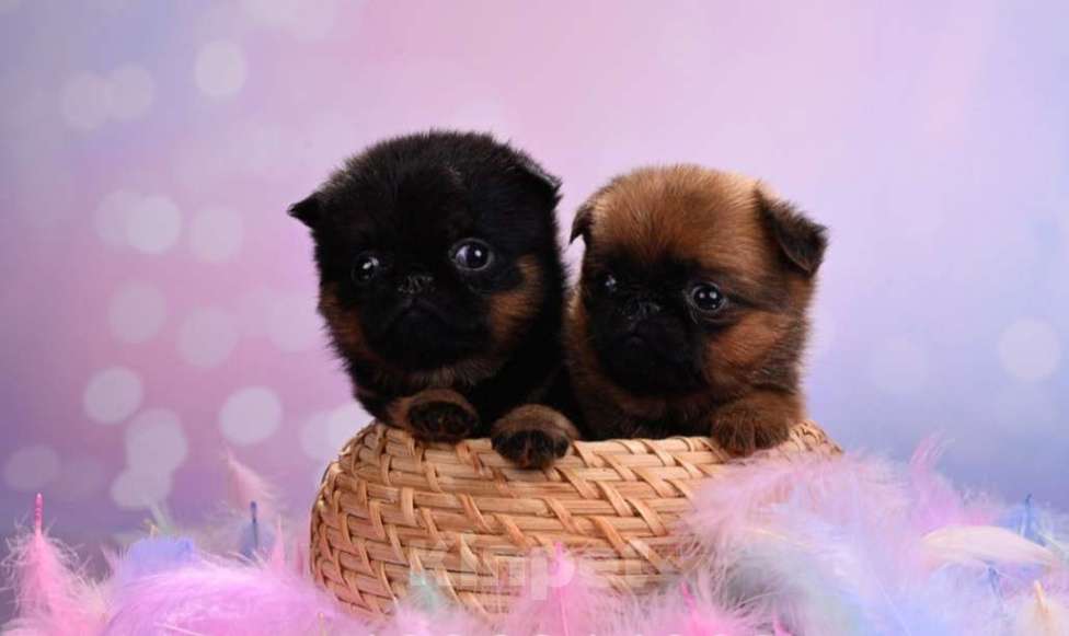 Собаки в Москве: Мини девочки пти-брабансон Девочка, 50 000 руб. - фото 3