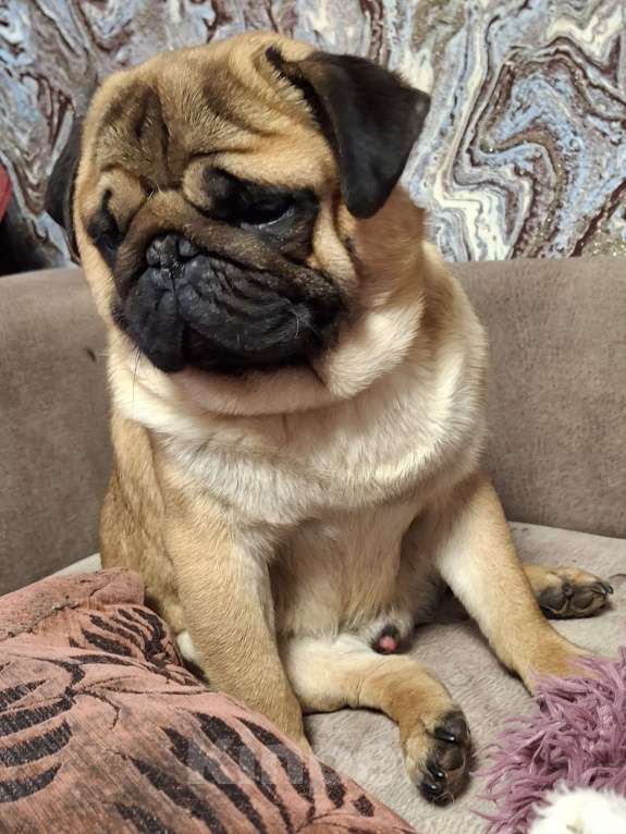 Собаки в Балаково: Вязка Мальчик, 7 000 руб. - фото 4