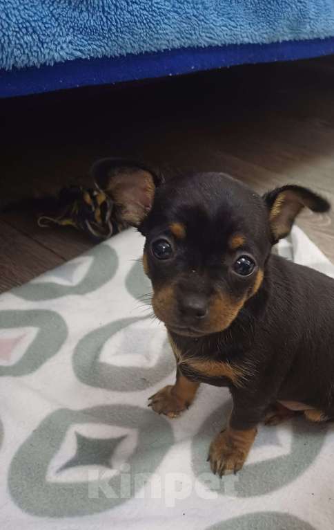 Собаки в Новороссийске: Продам той-терьера щенки Разнополые, 6 000 руб. - фото 5