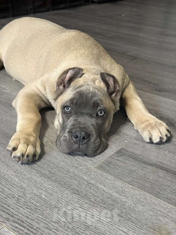 Собаки в Москве: Щенки кане корсо Мальчик, 120 000 руб. - фото 7