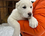 Собаки в Самаре: Белая девочка Мальчик, 30 000 руб. - фото 7