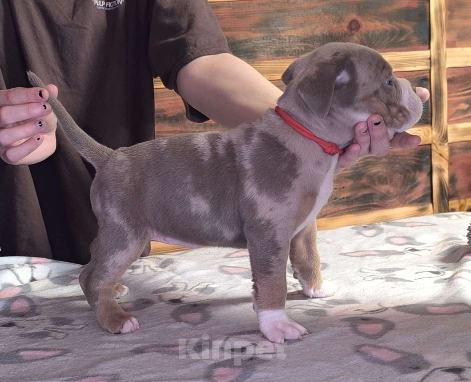 Собаки в Черногорске: Девочка Девочка, 80 000 руб. - фото 1