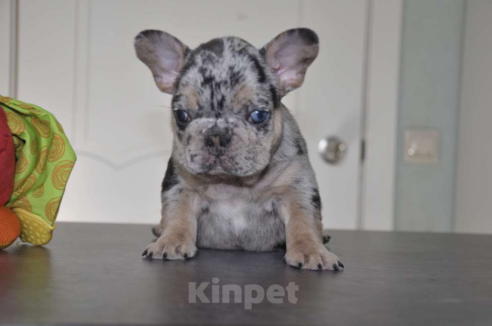 Собаки в Москве: Голубой мерле Девочка, 80 000 руб. - фото 1