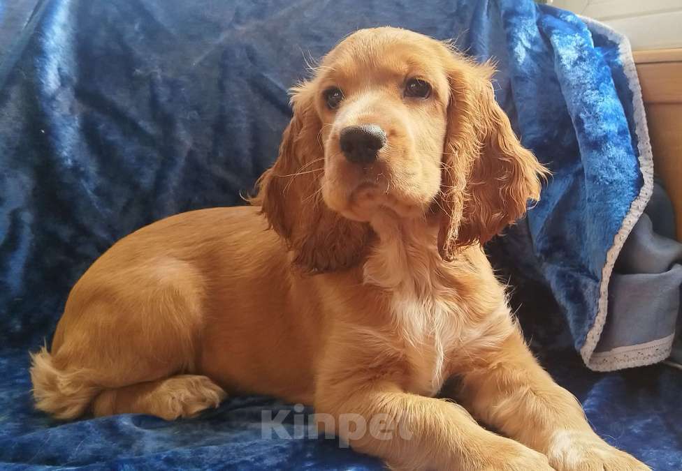 Собаки в Анапе: Английский кокер спаниель Арника Девочка, 25 000 руб. - фото 4