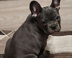 Собаки в Москве: французский бульдог голубой  Девочка, 100 000 руб. - фото 2