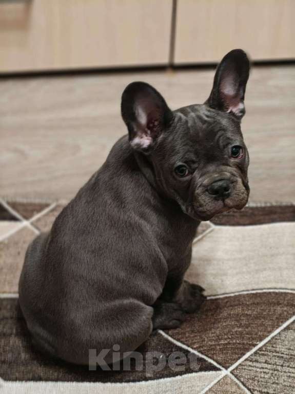 Собаки в Москве: французский бульдог голубой  Девочка, 100 000 руб. - фото 2