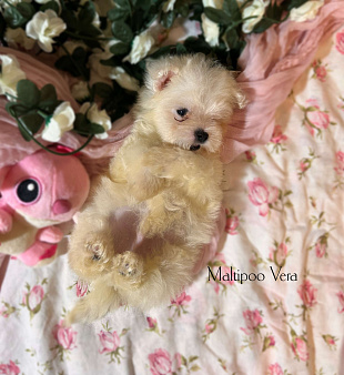 Микро до 1100кг