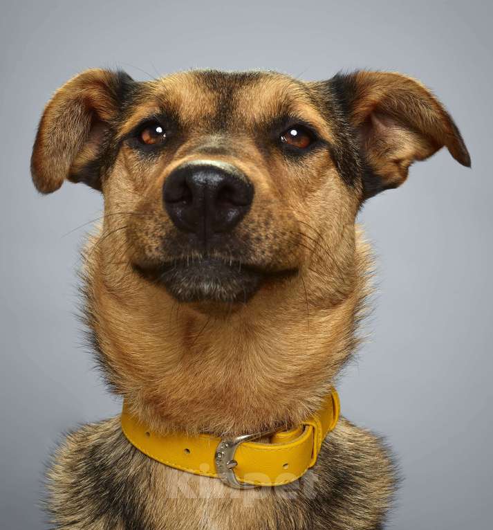 Собаки в Москве: Талли. Заводной апельсин из приюта Девочка, 1 руб. - фото 3