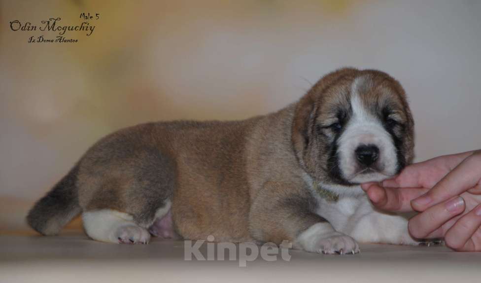 Собаки в Саратове: Щенок САО Мальчик, Бесплатно - фото 1