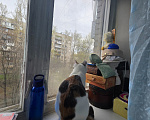 Кошки в Санкт-Петербурге: Отдаю кошку 1 год Девочка, Бесплатно - фото 9