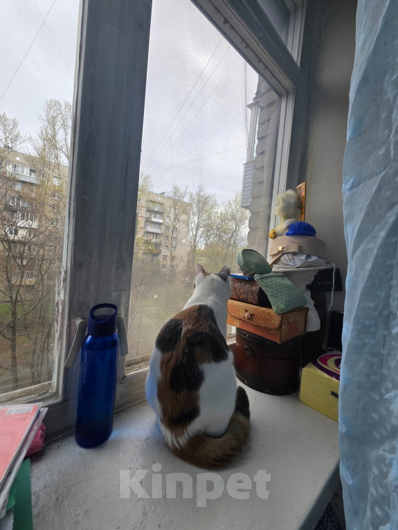 Кошки в Санкт-Петербурге: Отдаю кошку 1 год Девочка, Бесплатно - фото 9