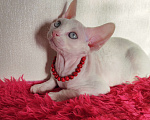 Кошки в Горячем Ключе: Котенок Девон Рекс мальчик белый с голубыми глазами Мальчик, 50 000 руб. - фото 1