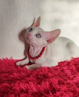 Котенок Девон Рекс мальчик белый с голубыми глазами