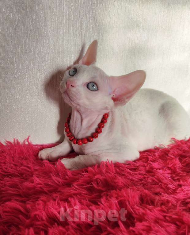 Кошки в Горячем Ключе: Котенок Девон Рекс мальчик белый с голубыми глазами Мальчик, 50 000 руб. - фото 1