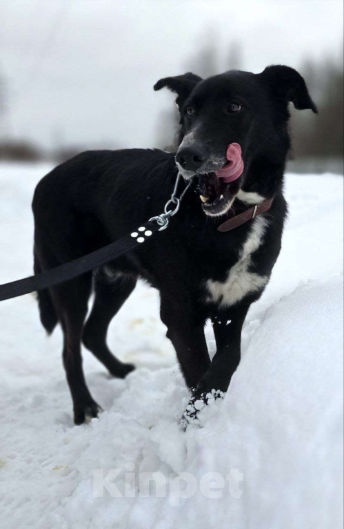 Собаки в Королеве: Разрешите представить красавчика Добби! Мальчик, Бесплатно - фото 6