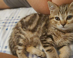 Кошки в Кулебаках: Котик, 6 000 руб. - фото 4