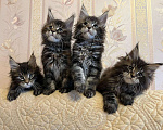 Кошки в Ливны: Котята Мейн Кун из питомника, 40 000 руб. - фото 1