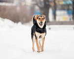 Собаки в Москве: Сага ищет самые добрые руки Девочка, Бесплатно - фото 1