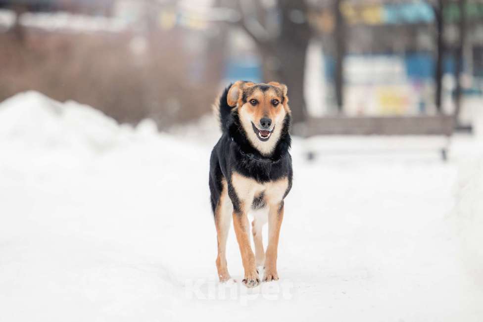 Собаки в Москве: Сага ищет самые добрые руки Девочка, Бесплатно - фото 1