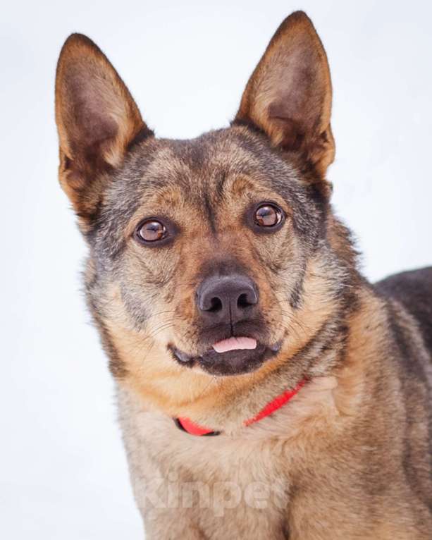 Собаки в Москве: Небольшая ласковая молодая девочка Девочка, Бесплатно - фото 6