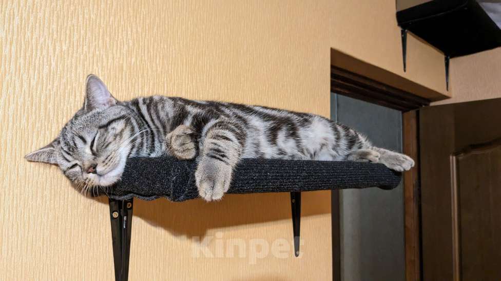 Кошки в Москве: Шотландский мраморный кот на вязку Мальчик, 3 000 руб. - фото 8