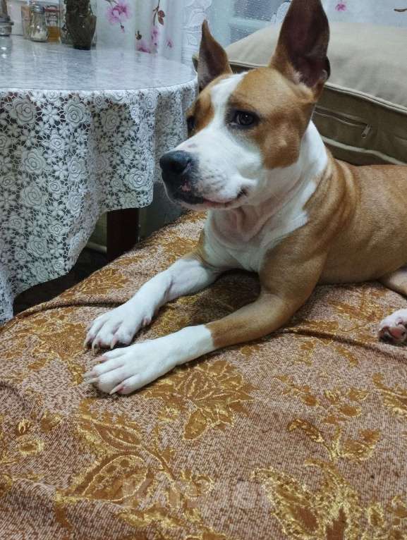 Собаки в Тюмени: Отдам в хорошие руки Девочка, 5 руб. - фото 2