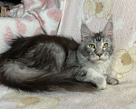Кошки в Дмитрове:  Черная серебристая мраморная девочка мейн кун Jay Девочка, 15 000 руб. - фото 3