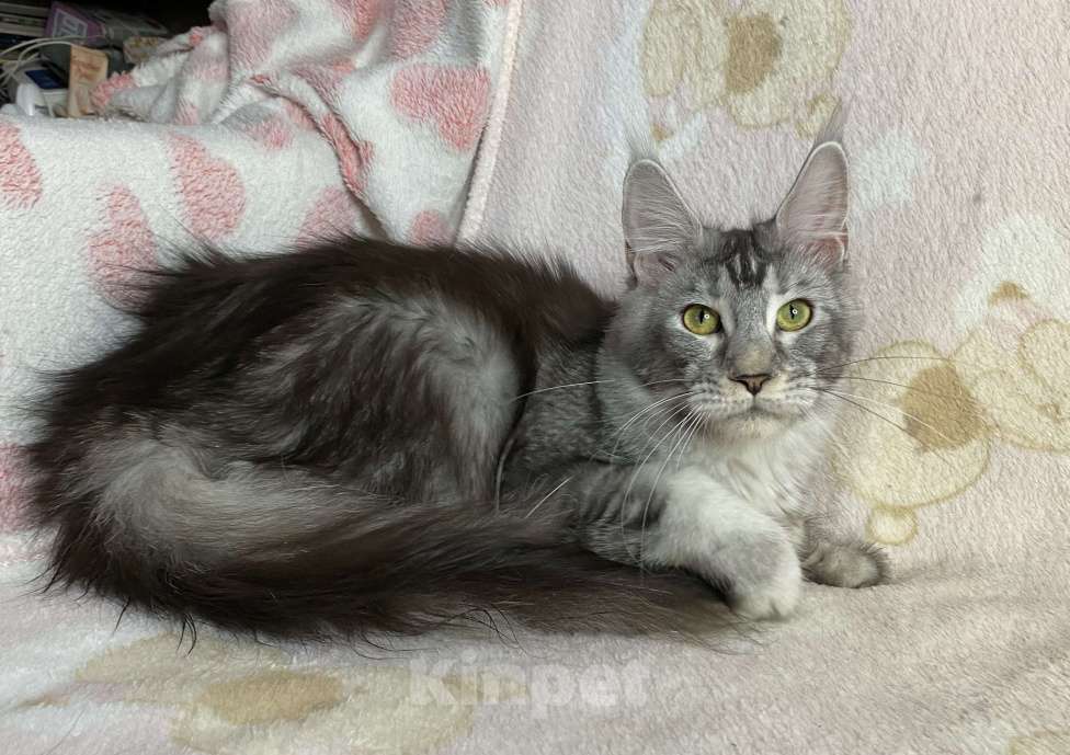 Кошки в Дмитрове:  Черная серебристая мраморная девочка мейн кун Jay Девочка, 15 000 руб. - фото 3