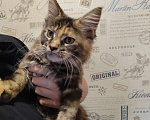 Кошки в Фрязино: Котенок Мейн кун Девочка, 10 000 руб. - фото 2