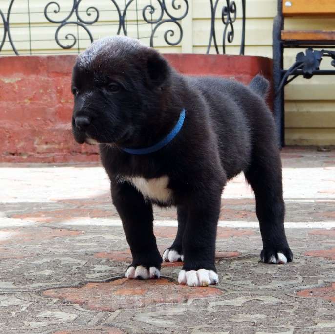 Собаки в Екатеринбурге: Щенок среднеазиатской овчарки (алабай) Мальчик, 50 000 руб. - фото 8