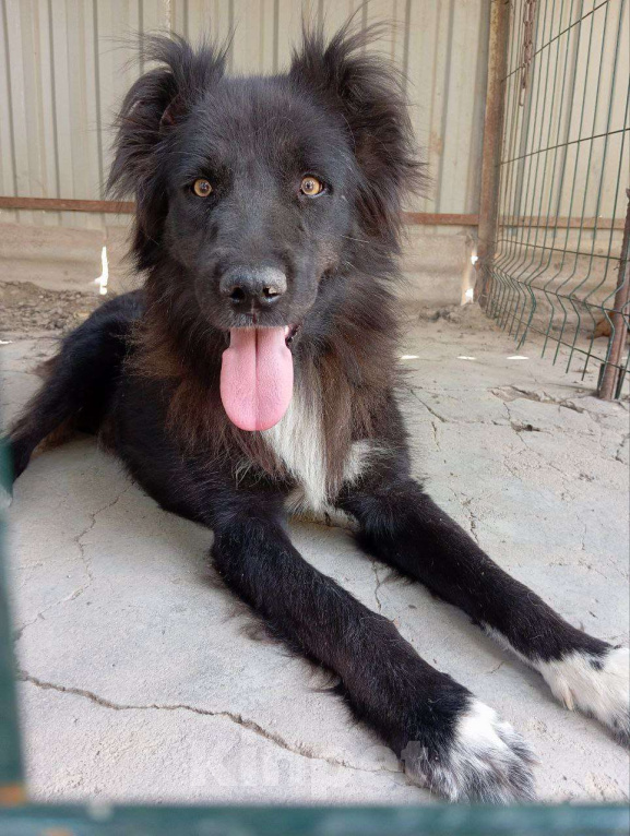 Собаки в Москве: Шикарный Граф ищет дом Мальчик, 100 руб. - фото 4