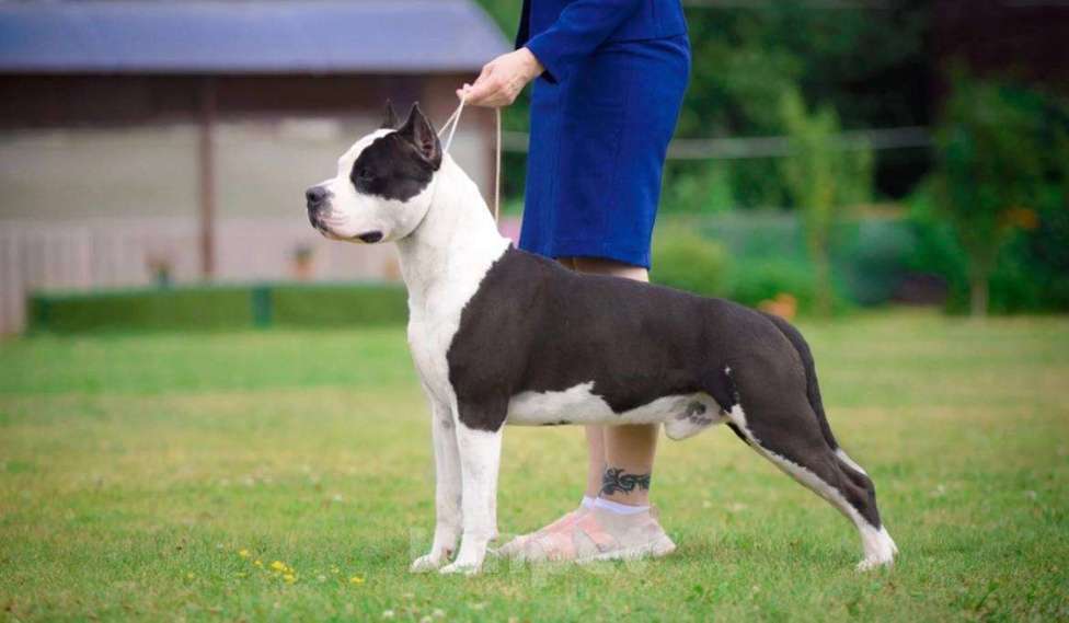 Собаки в Москве: Девочка амстаффа Девочка, 65 000 руб. - фото 5