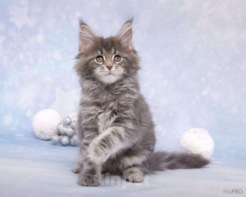 Кошки в Новосибирске: Кошечка  и кот породы Мейнкун  Девочка, 50 000 руб. - фото 5