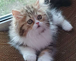 Кошки в Санкт-Петербурге: Очаровательная девочка Хайленд Страйт Девочка, 80 000 руб. - фото 2