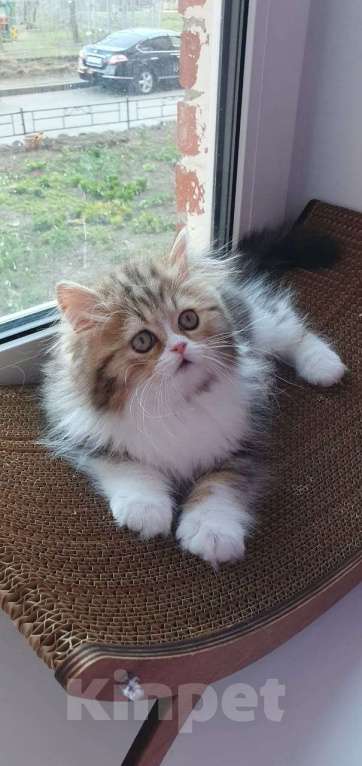 Кошки в Санкт-Петербурге: Очаровательная девочка Хайленд Страйт Девочка, 80 000 руб. - фото 2