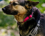 Собаки в Москве: Умнейшая собака Мира в добрые руки Девочка, Бесплатно - фото 3