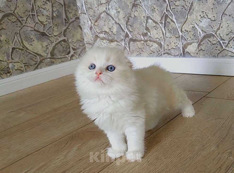 Кошки в Кисловодске: Zephyr Мальчик, 60 000 руб. - фото 5