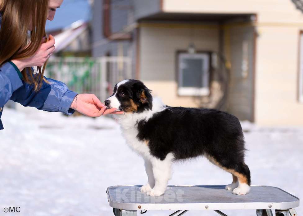 Собаки в других городах Московской области: Продается девочка миниаусси Девочка, 60 000 руб. - фото 9