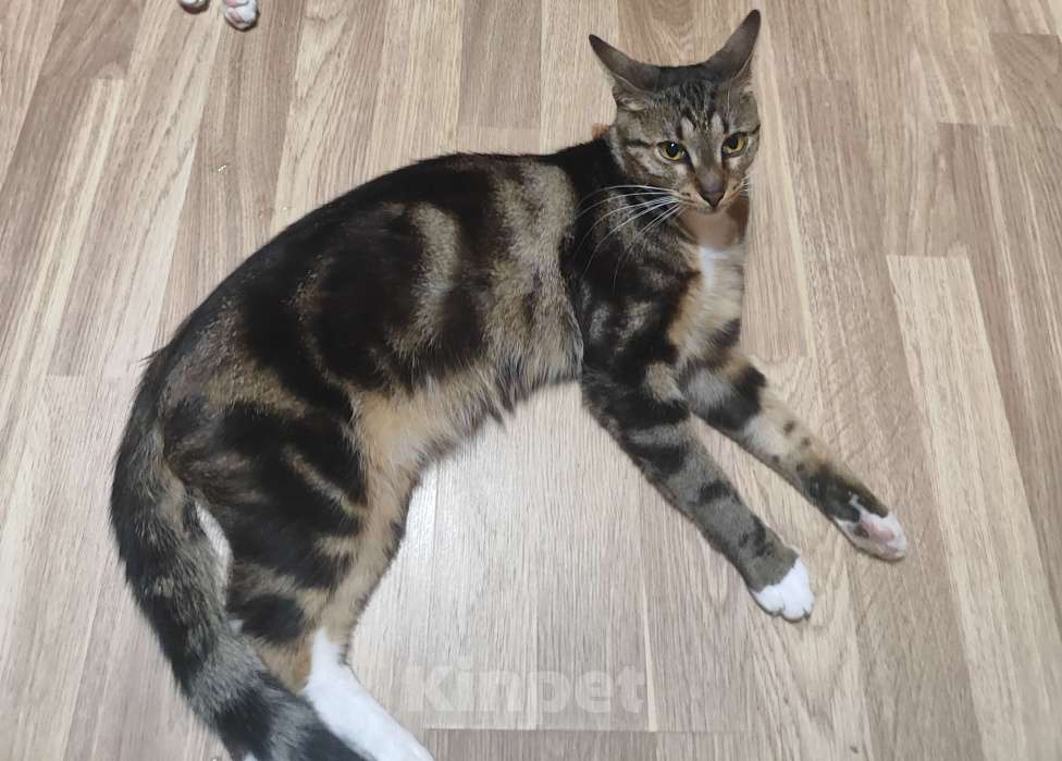 Кошки в Раменском: Пропал молодой кот. Потап. Мальчик, 1 000 руб. - фото 2