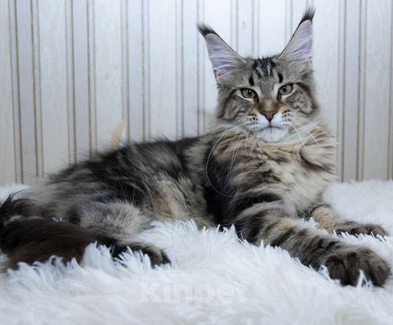 Кошки в Москве: Мейн кун котенок Девочка, Бесплатно - фото 4