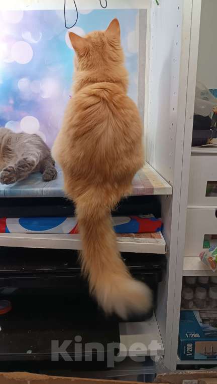 Кошки в Мурином: Отдаю в добрые руки Мальчик, Бесплатно - фото 5