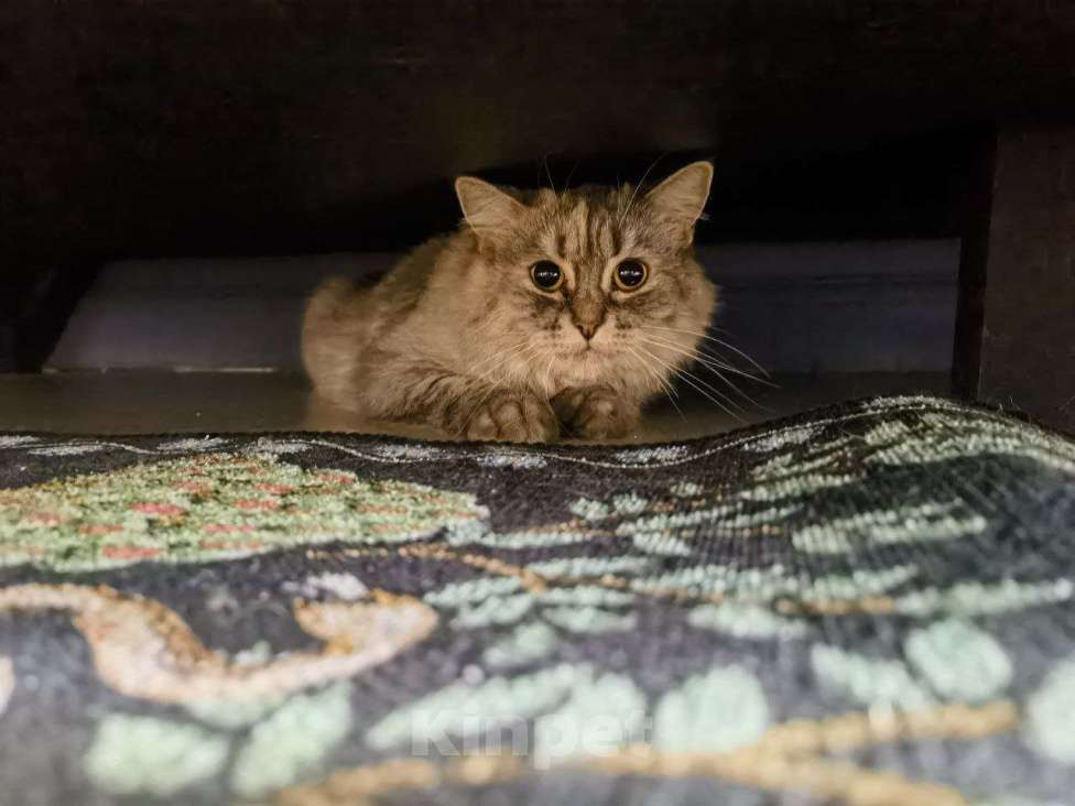 Кошки в Москве: Чудесная, спокойная девчуля грустит и ждет своего человека.  Девочка, Бесплатно - фото 4