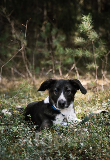 Собаки в Твери: Рэй Мальчик, Бесплатно - фото 5